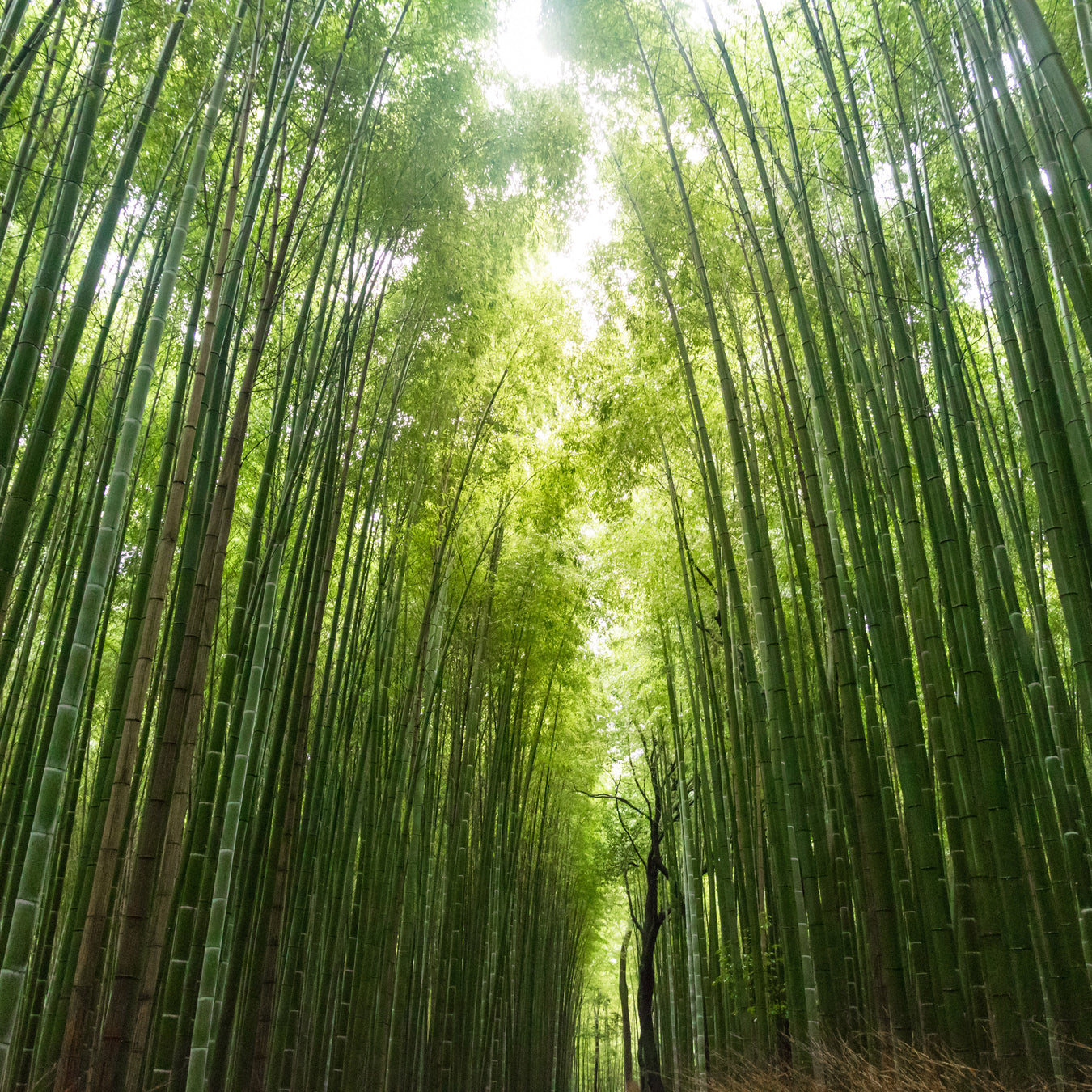 Sustaining Bamboo